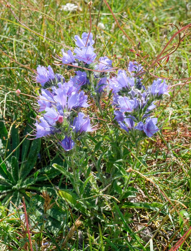 dscf6786 viperine commune