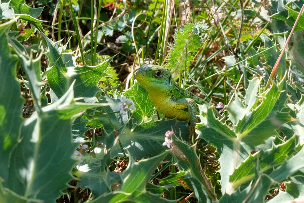 dscf7540 lezard vert